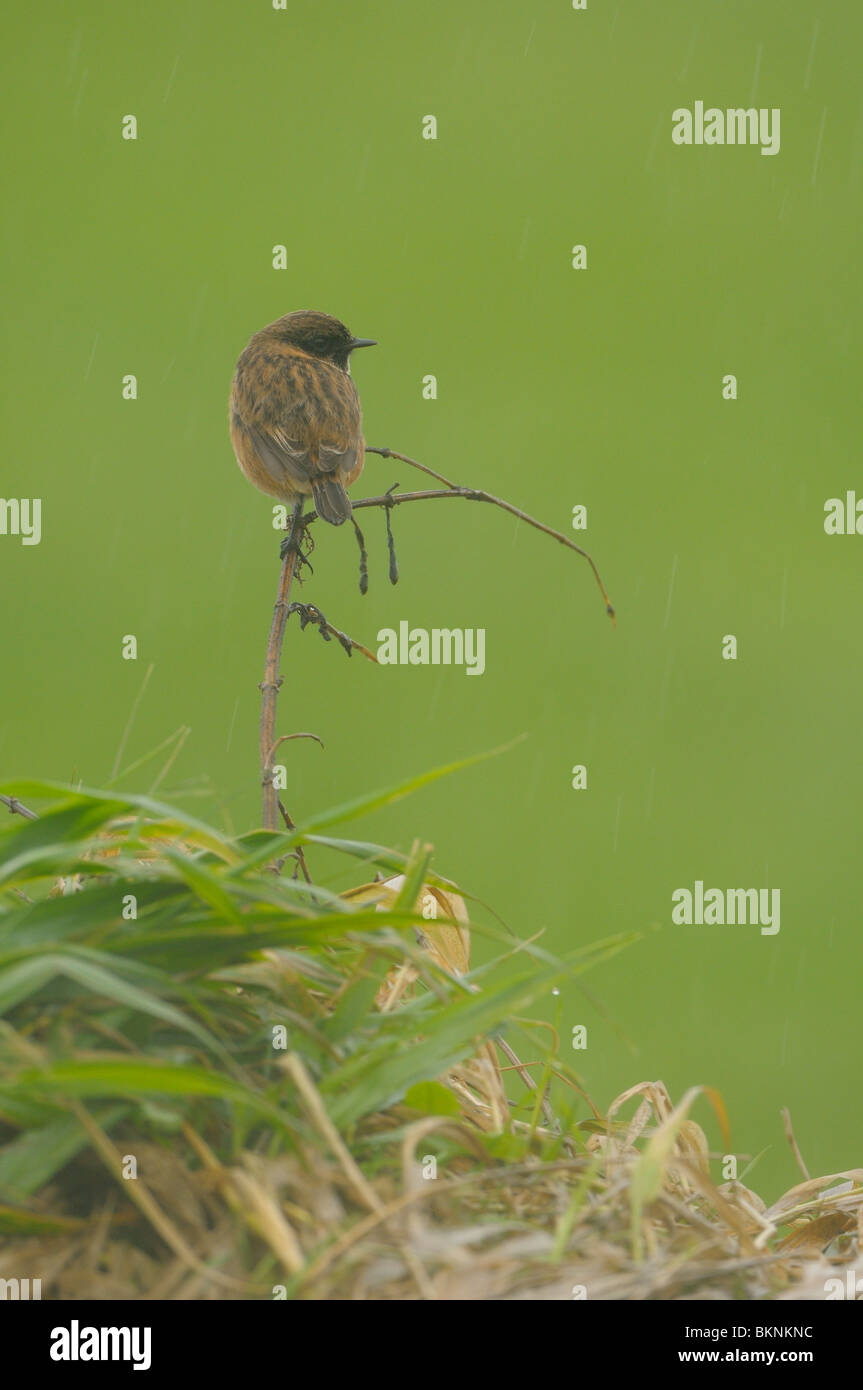 Roodborsttapuit zittend op een takje in de regen; Stonechat perched on a small branch in the rain Stock Photo