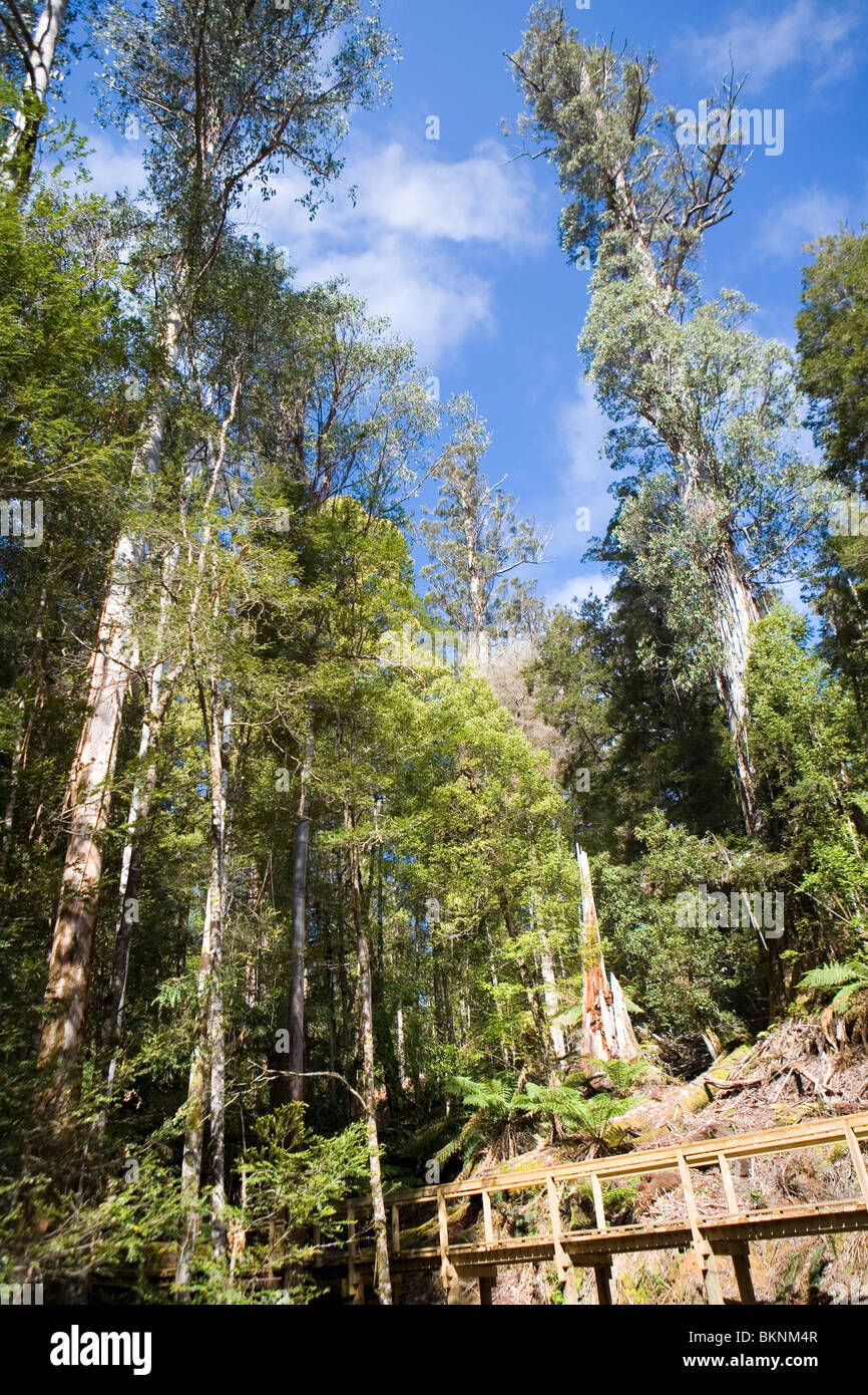 Boardwalk through the Big Tree Reserve among some of the world's tallest trees in the Styx Valley Stock Photo