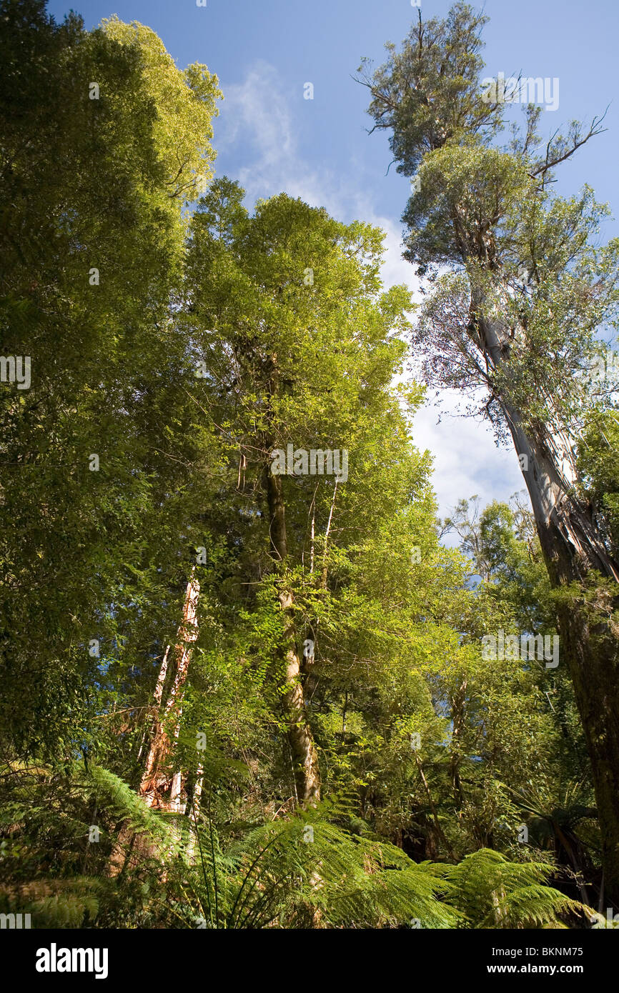 One of the tallest swamp gums in the Big Tree Reserve, almost 90 metres high Stock Photo