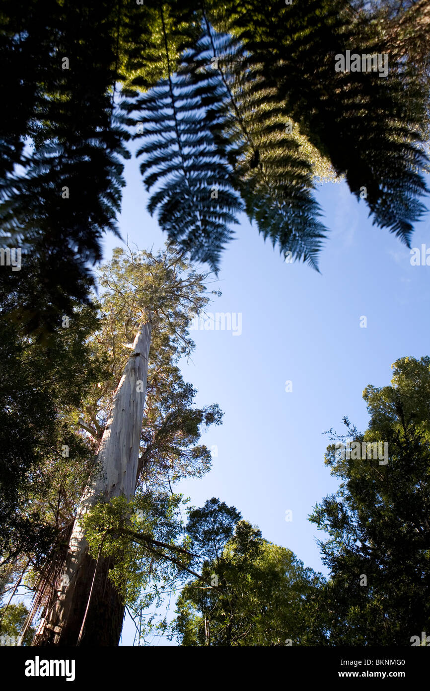 Giant swamp gum in the Big Trees Reserve in the Styx Valley Stock Photo