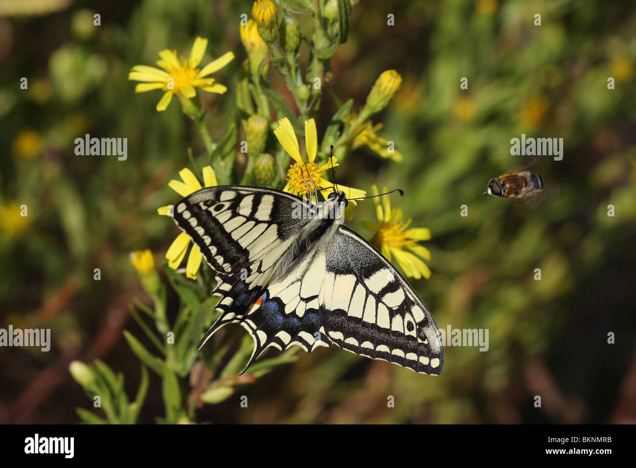 Koninginnepage fouragerend; Swallowtail feeding Stock Photo