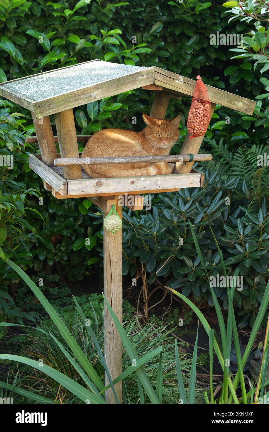 Kat in vogelhuisje; Cat in birdfeeder Stock Photo