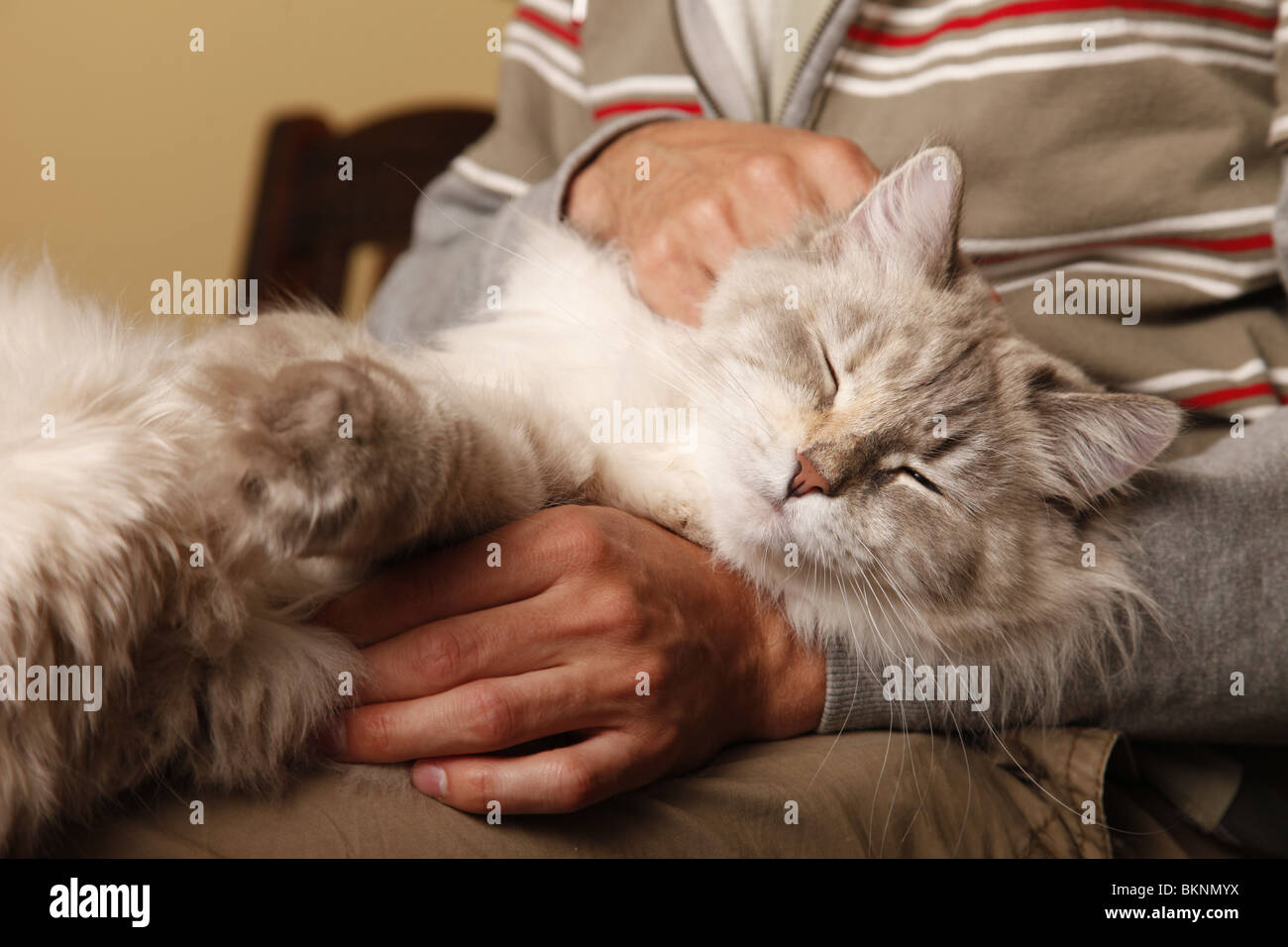 Katze auf dem Schoß / cat on lap Stock Photo