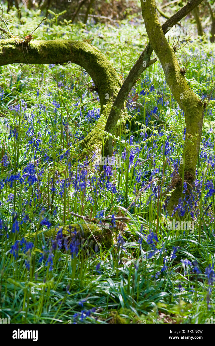 detail of bluebells and moss covered trees in Oxfordshire, UK. Springtime, May. Stock Photo