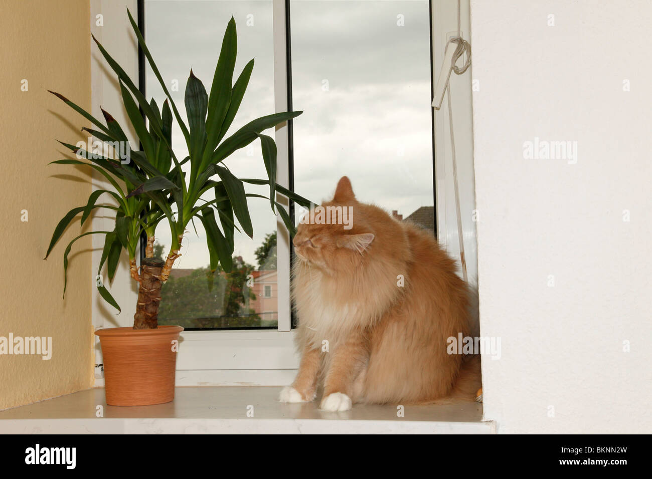 Katze frißt an Zimmerpflanze / cat eats house plant Stock Photo