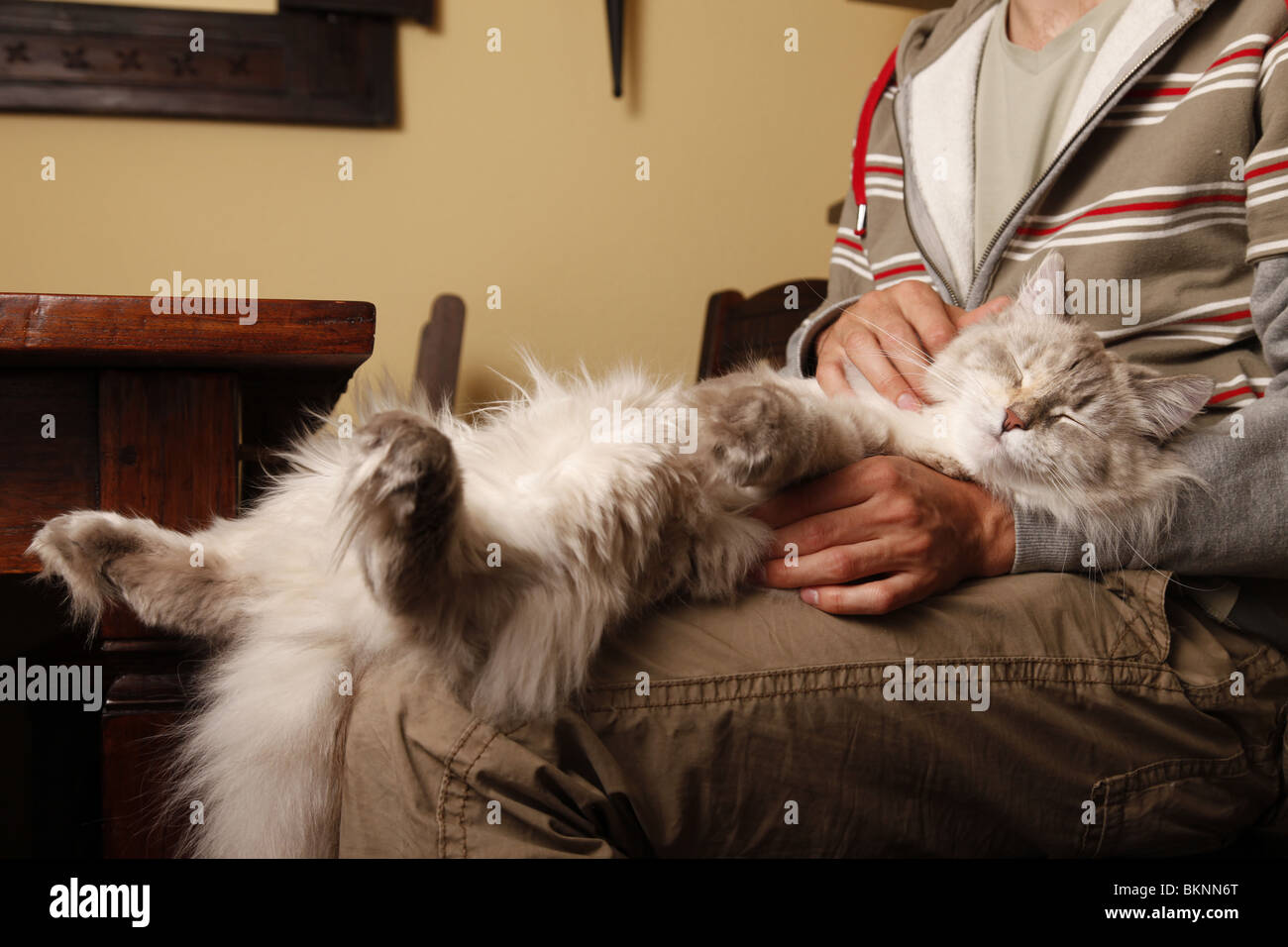 Katze auf dem Schoß / cat on lap Stock Photo