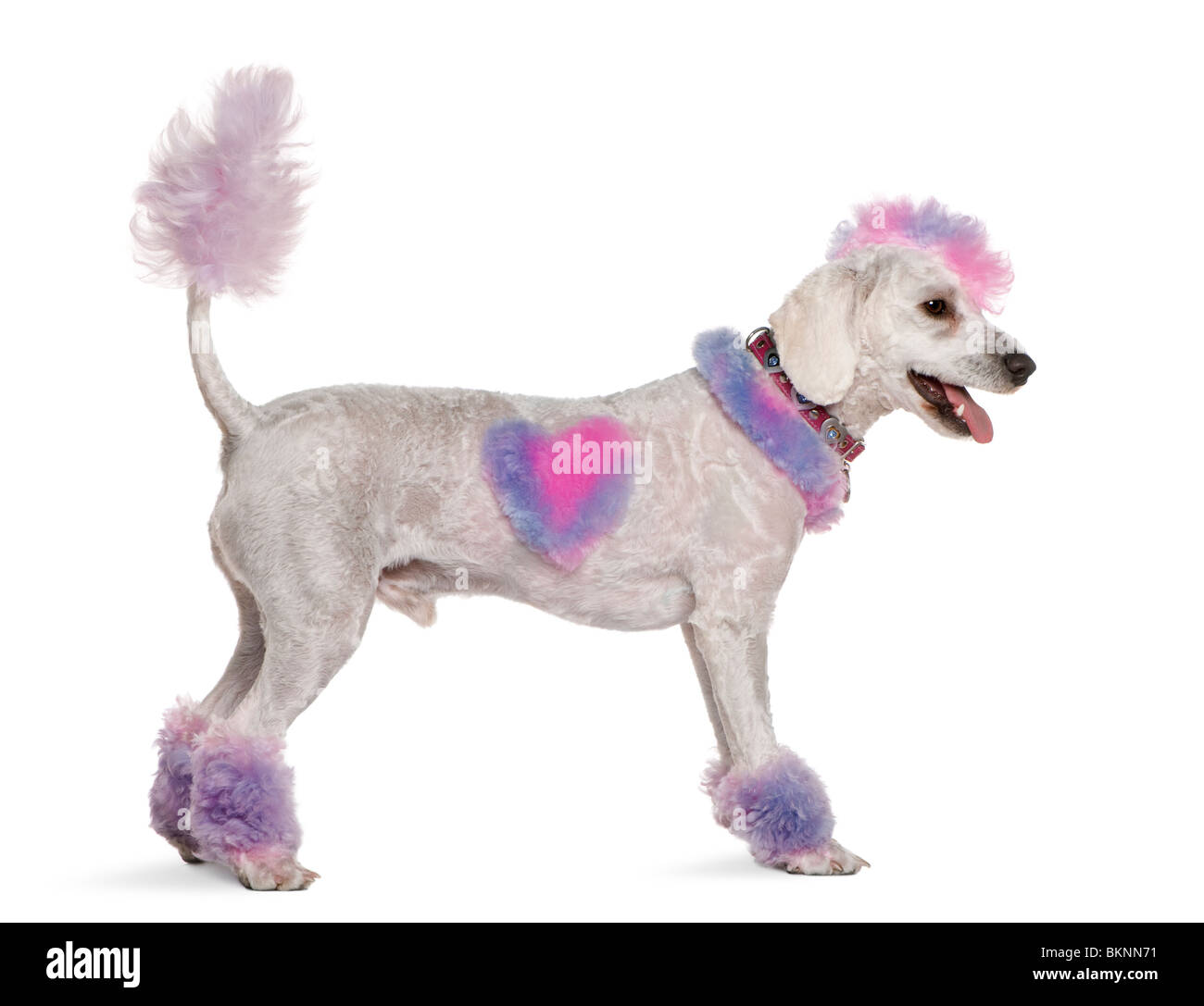Groomed poodle with pink and purple fur and mohawk, 1 year old, standing in front of white background Stock Photo