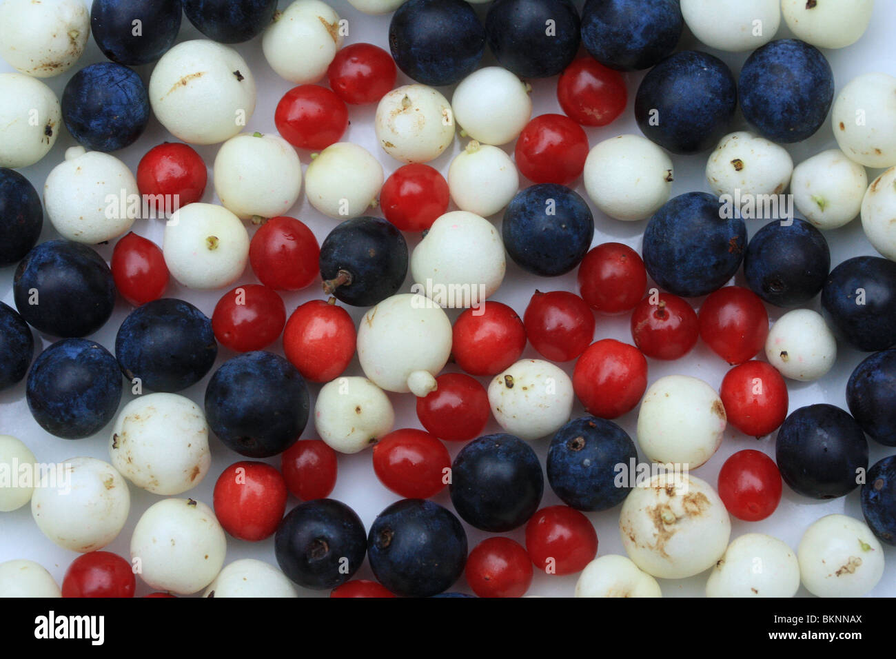 vruchten van Sneeuwbes (wit), Sleedoorn (blauw) en Gelderse Roos (rood) Stock Photo