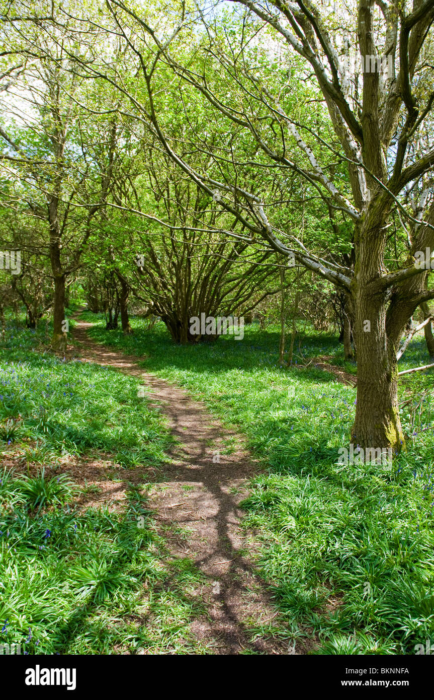 A path meandering through the woods with bluebells in Oxfordshire, UK. Springtime, May. Stock Photo