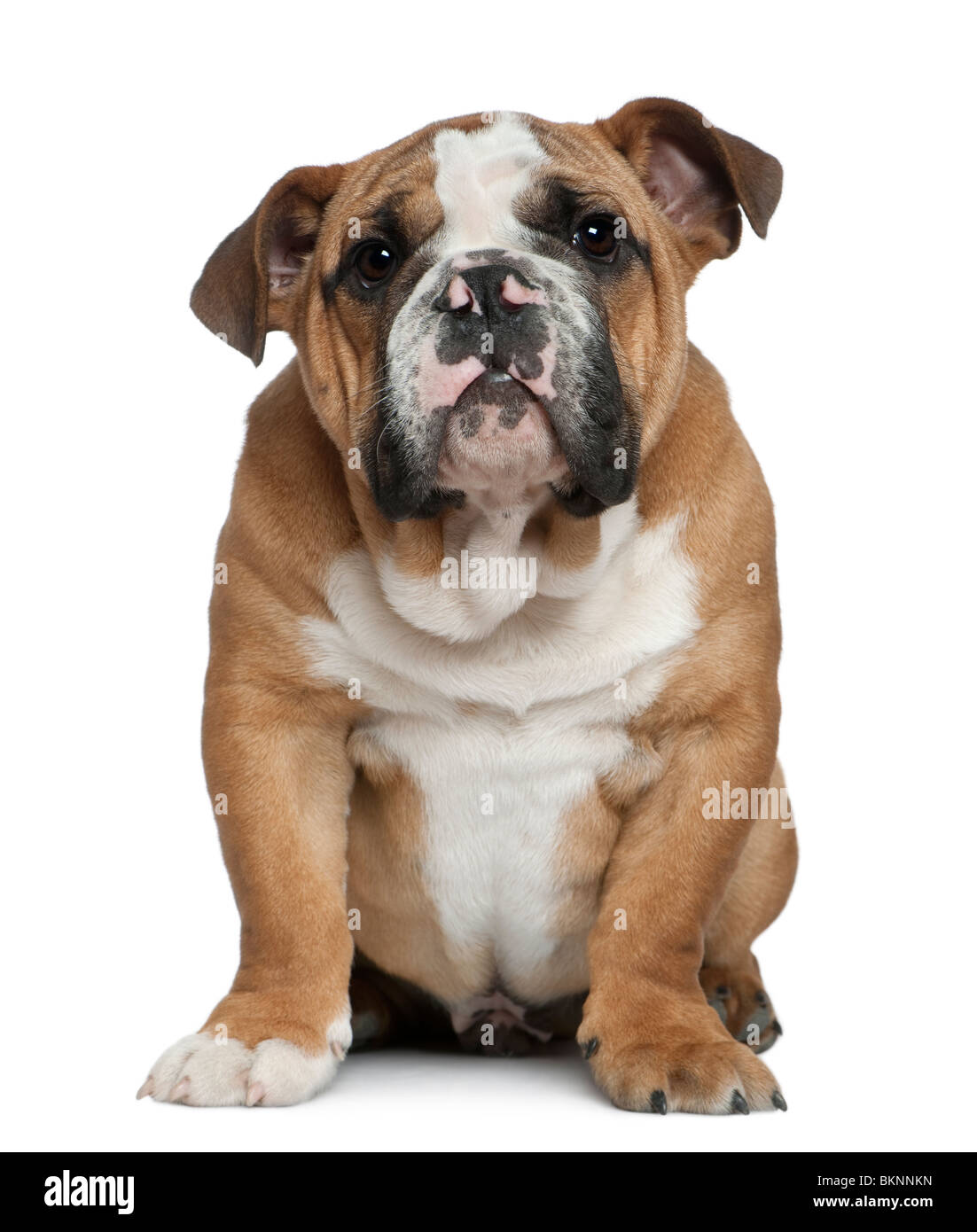 English bulldog puppy, 4 months old, sitting in front of white background Stock Photo
