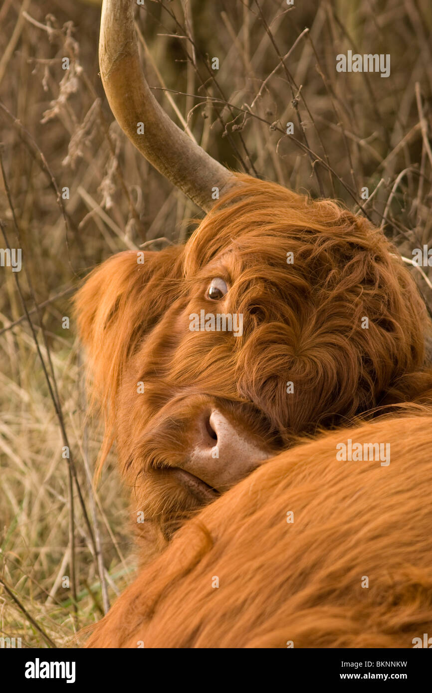 Highland cow resting on hi-res stock photography and images - Alamy