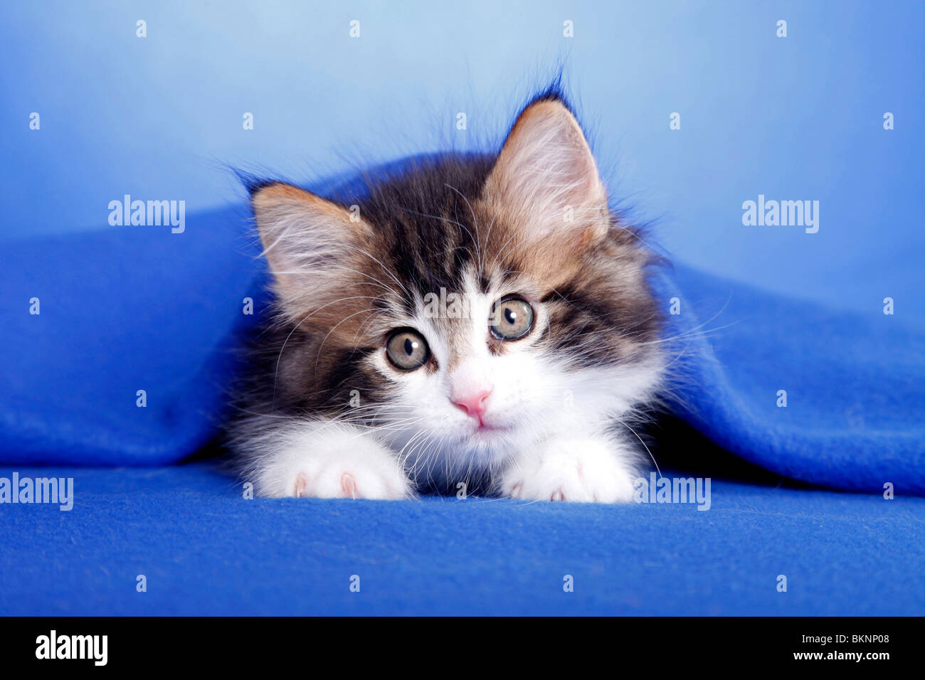 Norwegisches Waldkätzchen / Norwegian Forest Kitten Stock Photo Alamy