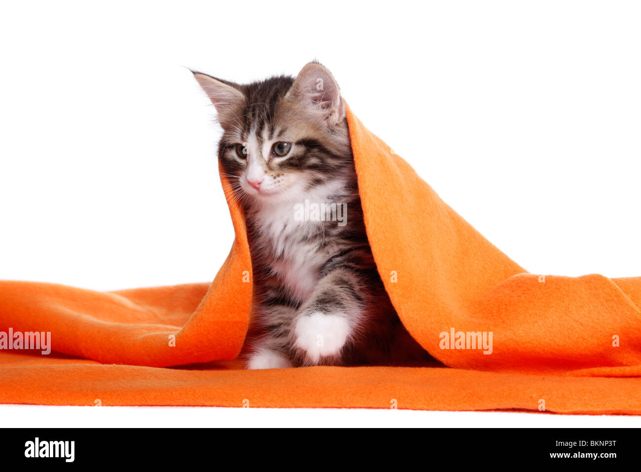 Norwegisches Waldkätzchen / Norwegian Forest Kitten Stock Photo - Alamy