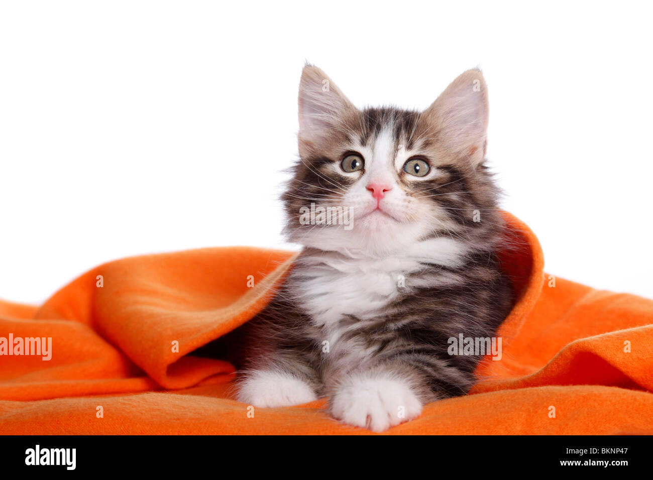 Norwegisches Waldkätzchen / Norwegian Forest Kitten Stock Photo Alamy