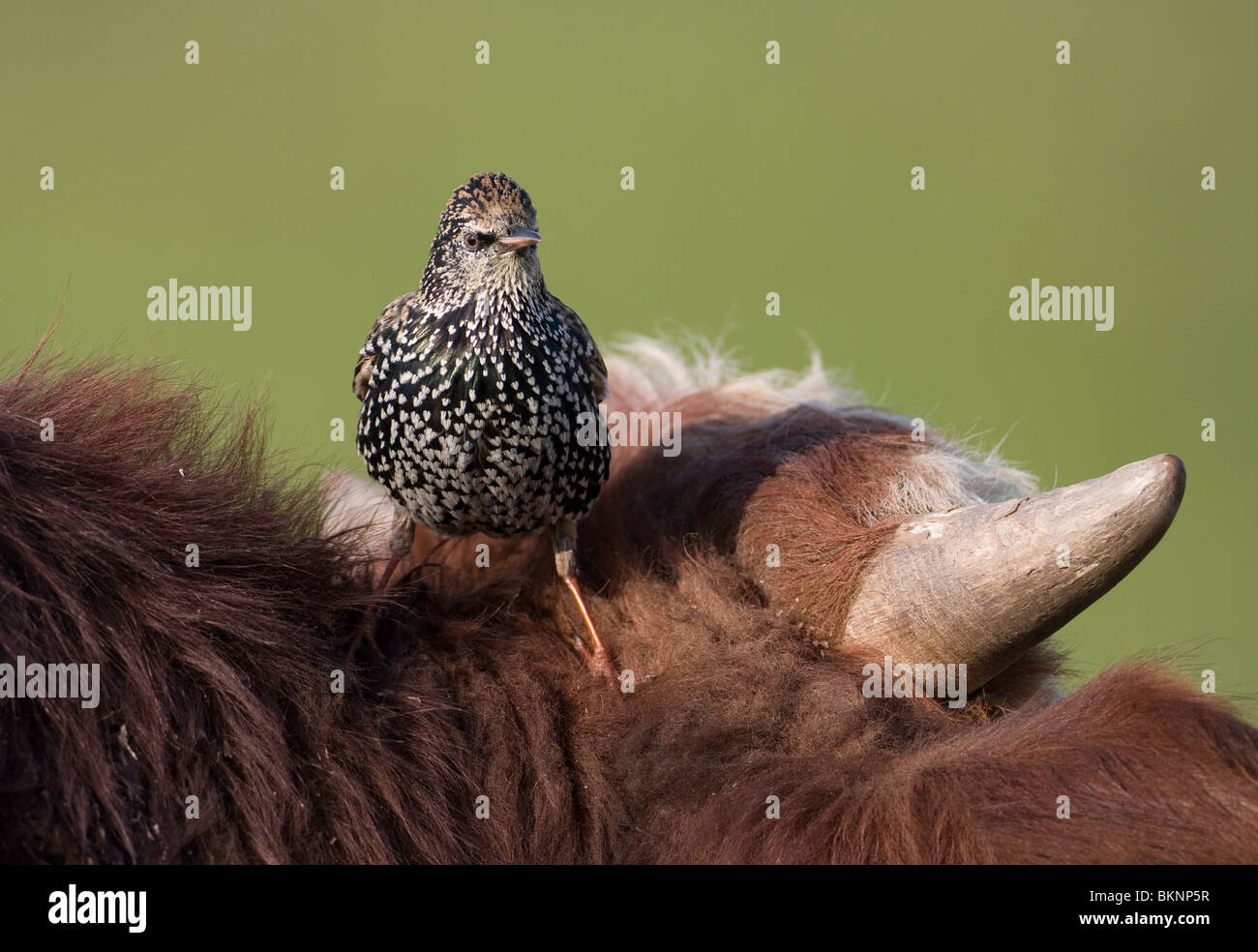 Spreeuw op stierenkop; Starling at bulls head Stock Photo