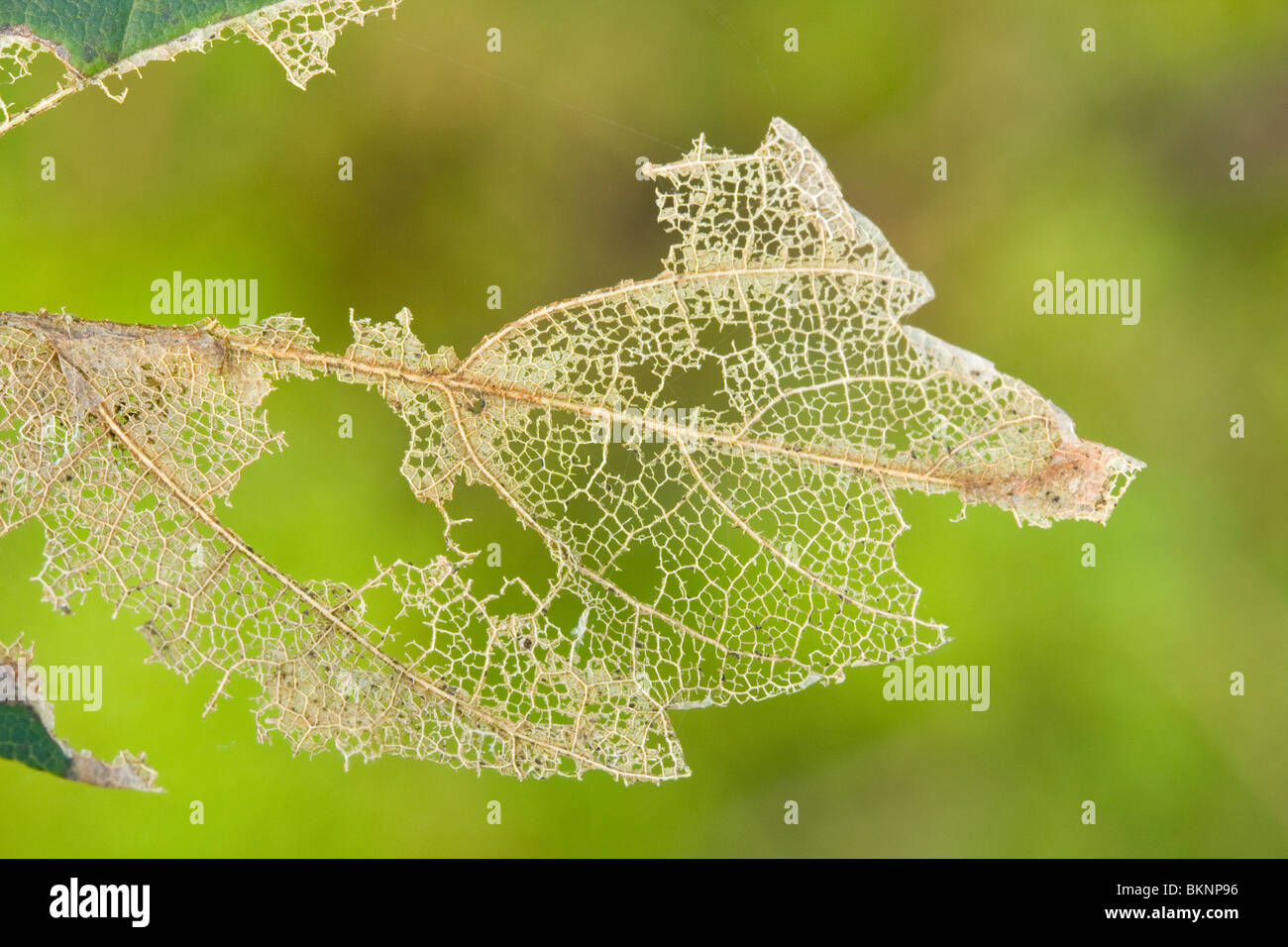 Bladmoes hi-res stock photography and images - Alamy, image size:1300x956