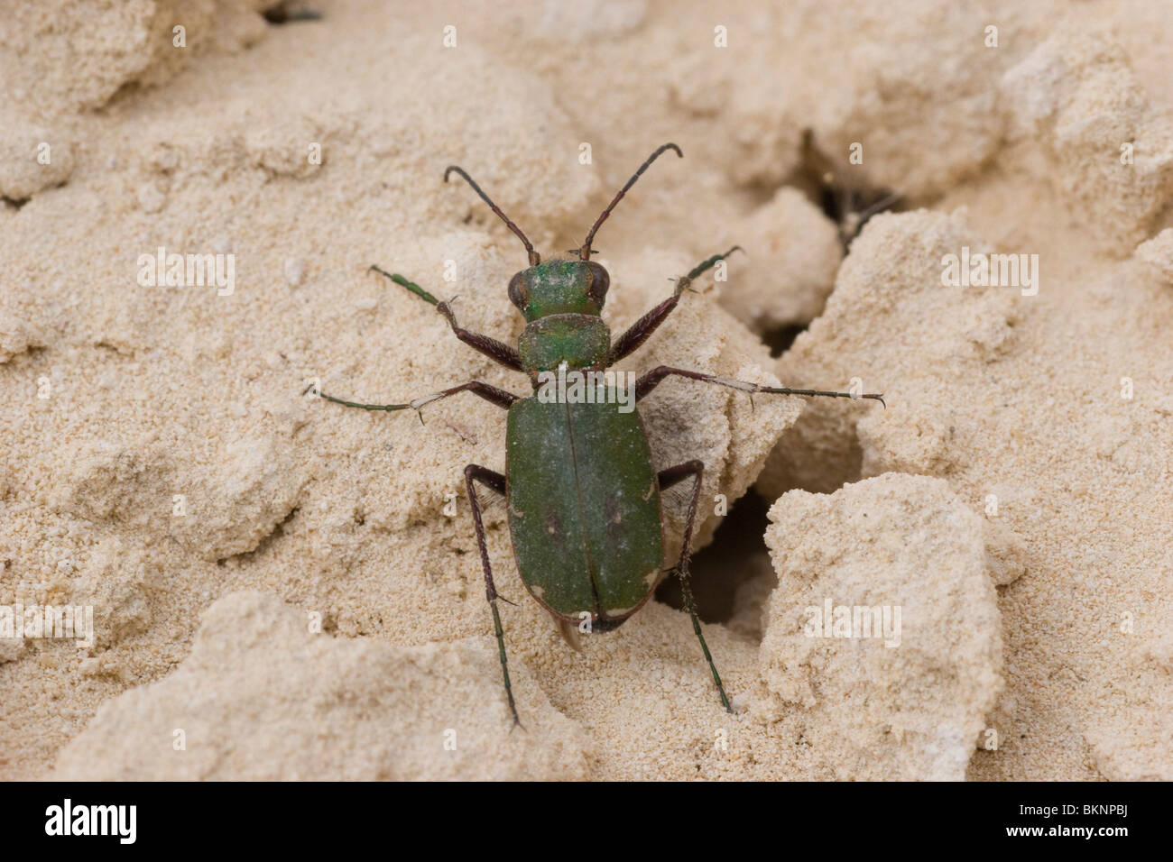 Knijt Insect Krijt hi-res stock photography and images - Alamy