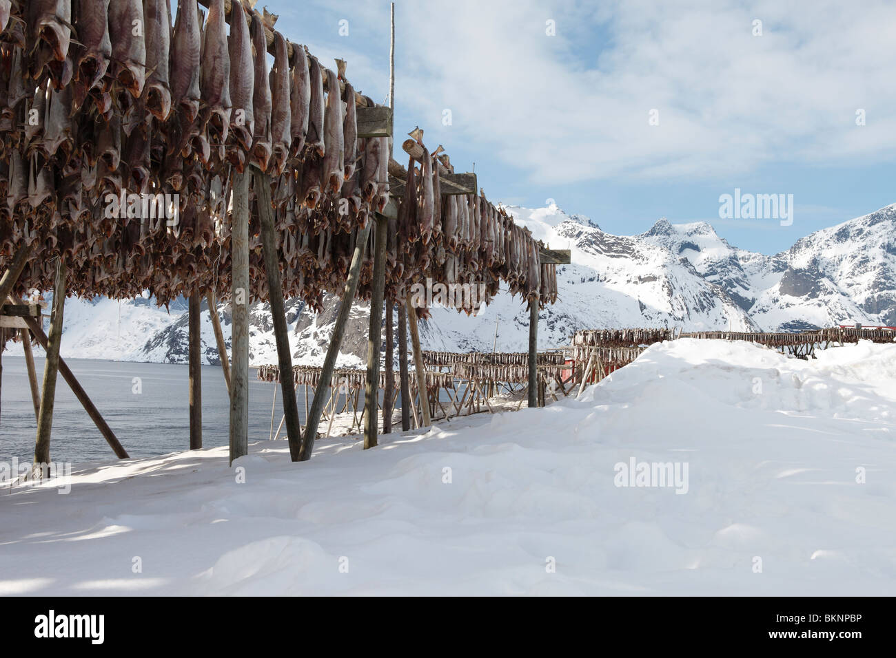 Salted cod fish hanging out to dry in Hamnøy fishing village on