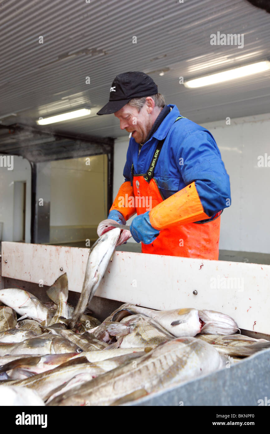 A fisherman guts his line-caught cod fish in Ballstad fishing village on Vestvågøy, one of the Lofoten Islands in Norway Stock Photo