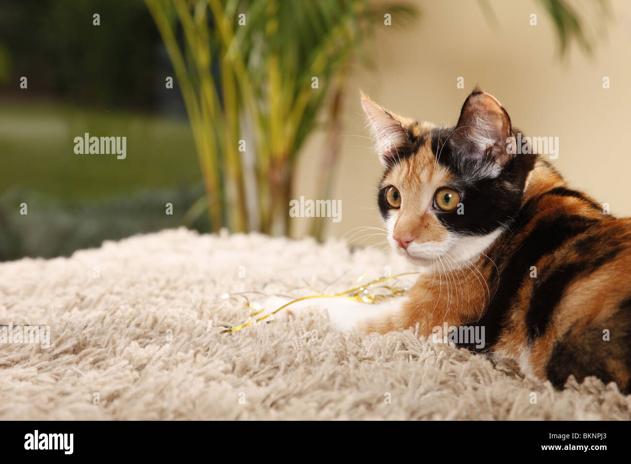 Hauskatze / domestic cat Stock Photo