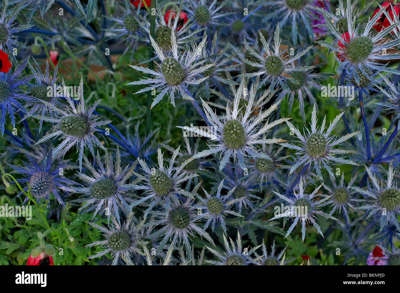 Eryngium 'Jos Eijking' Stock Photo Alamy