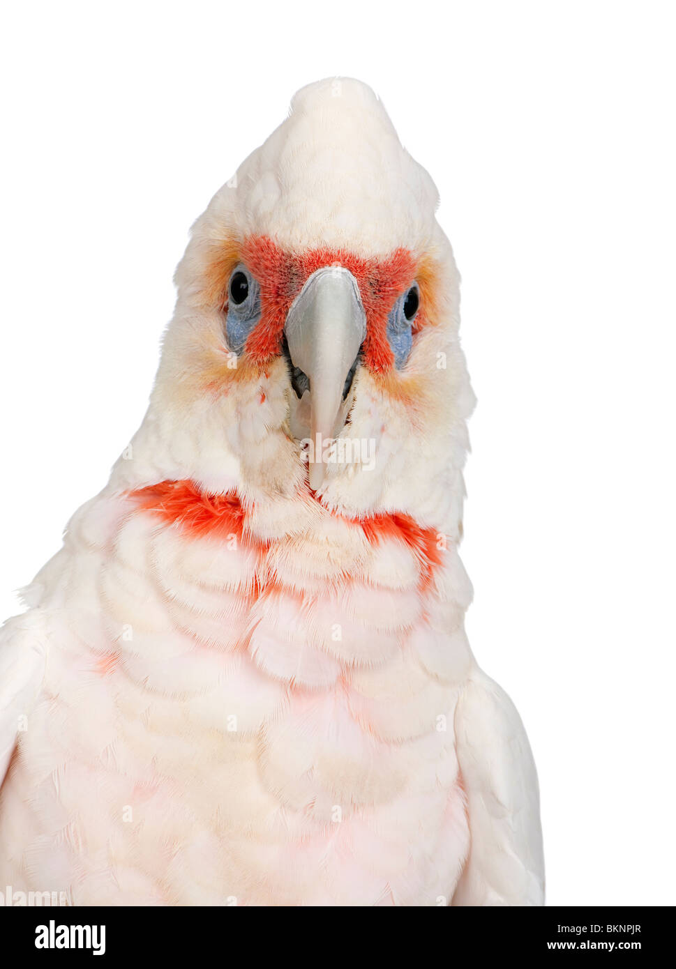 Long-billed Corella, Cacatua tenuirostris, in front of a white background Stock Photo