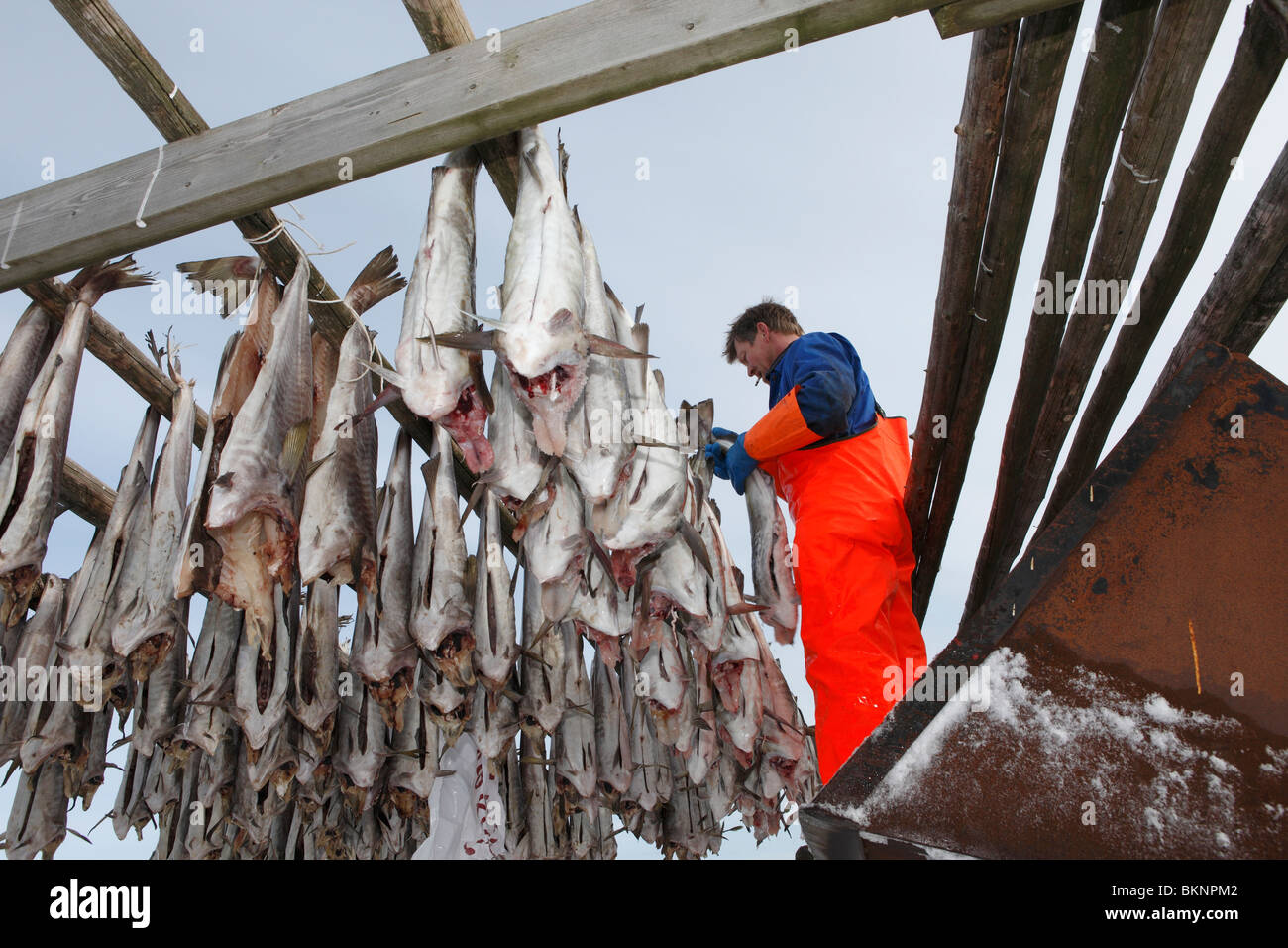 Baccala italy fish cod hi-res stock photography and images - Alamy