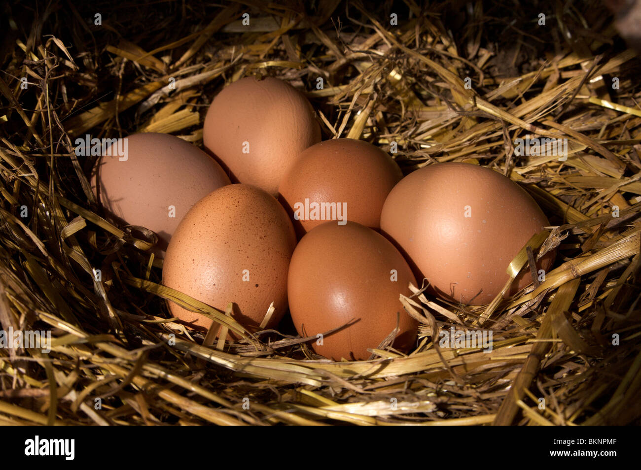 Free Range Eggs Stock Photo