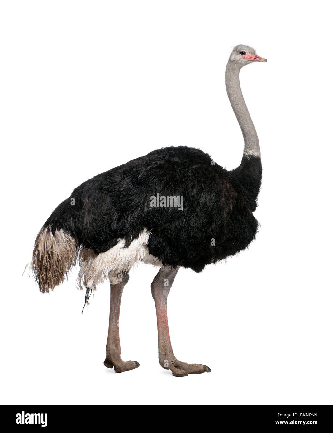 Male ostrich, Struthio camelus, standing in front of a white background, studio shot Stock Photo