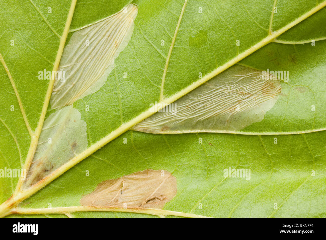 Verschillende vouwmijnen van het Plataanvouwmijnmotje in een blad van een Plataan. Several leaf mines of Phyllonorycter platani in a single leaf of a London Plane (platanus x acerifolia). Stock Photo