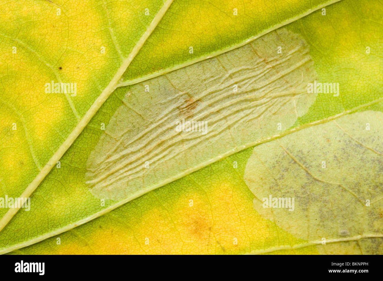 Onderaanzicht van een vouwmijn van het Plataanvouwmijnmotje in een blad van een Plataan. View from the underside on a leaf mine of Phyllonorycter platani in a  leaf of a London Plane (platanus x acerifolia). Stock Photo