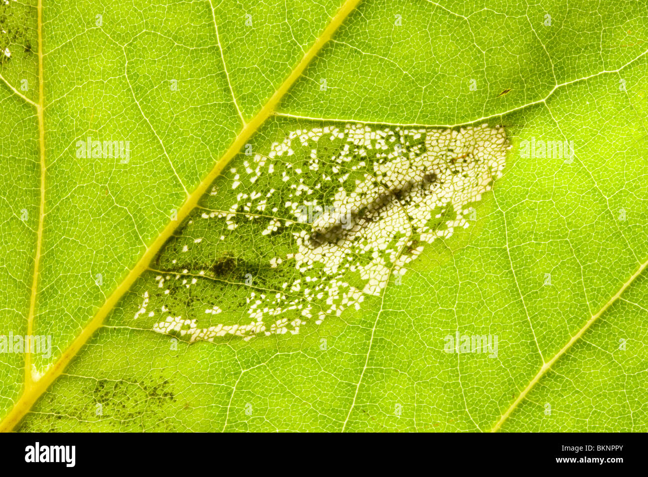 View from the upperside on a leaf mine of Phyllonorycter platani in a  leaf of a London Plane (platanus x acerifolia). Stock Photo
