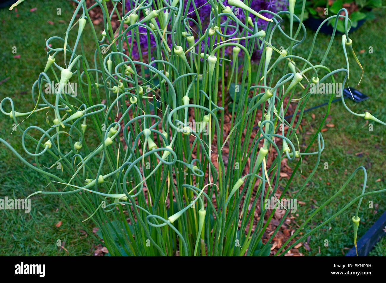 Allium Sativum var ophioscorodon in a garden border Stock Photo