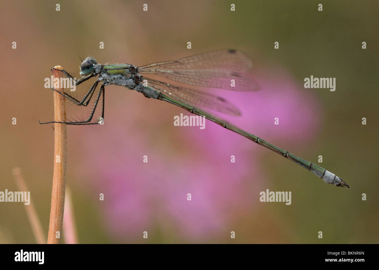 Gewone pantserjuffer man rustend aan een wilgenroosje na een regenbui; Emerald damselfly male resting after rainfall Stock Photo