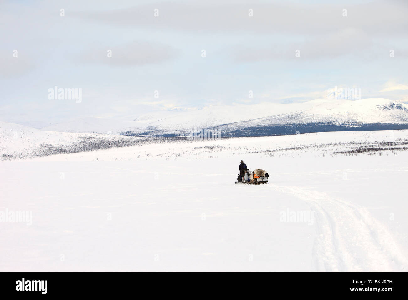 The annual Sami springtime reindeer migration from Stubba nr Gällivare in Sweden through their ancestral lands in Lapland Stock Photo