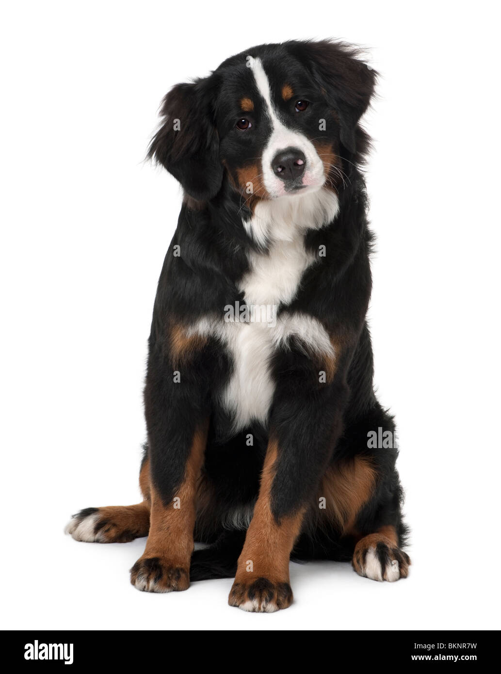 Bernese mountain dog puppy, 6 months old, sitting in front of white background Stock Photo