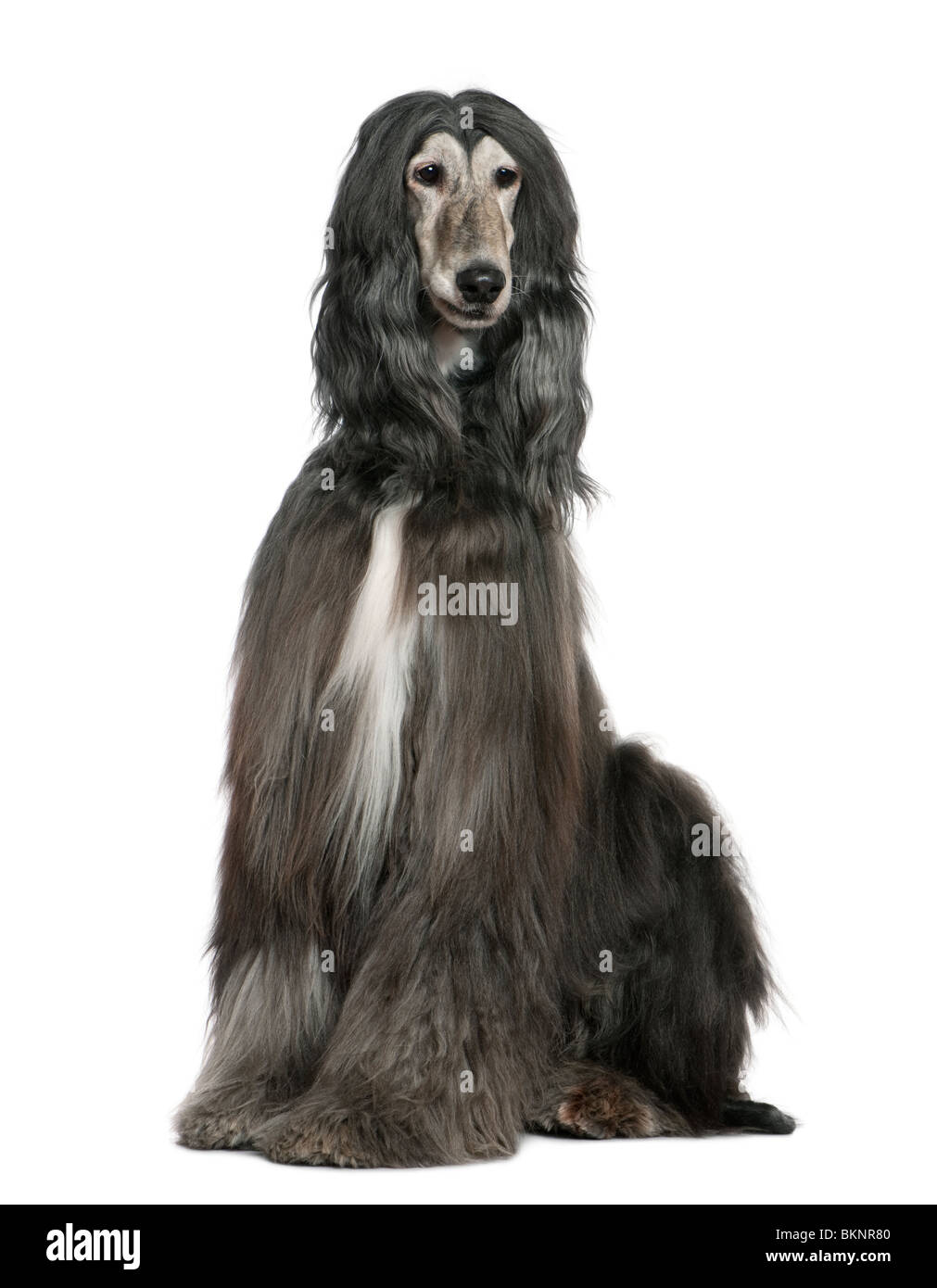 Afghan hound hair hires stock photography and images Alamy