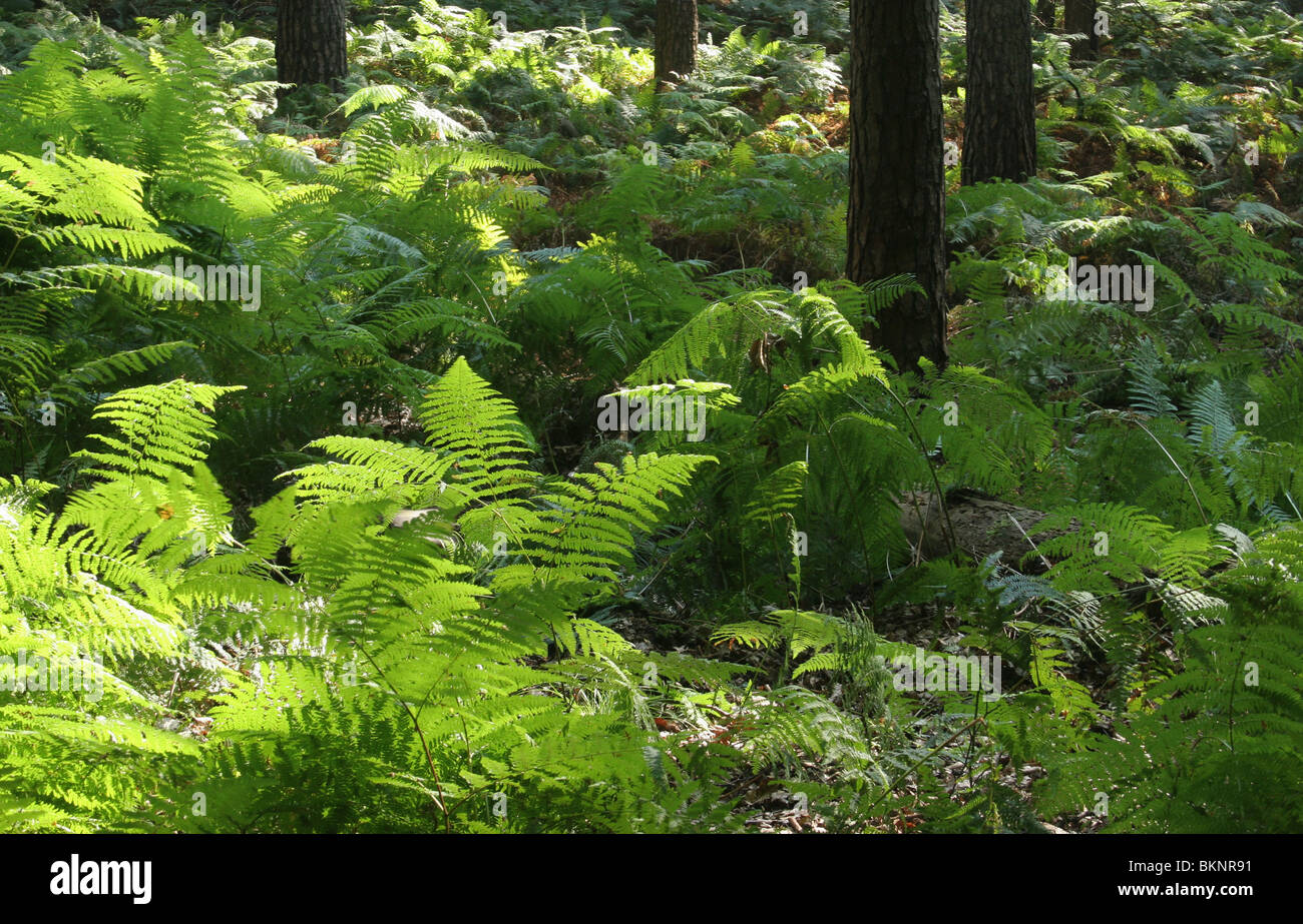 Adelaarvarens als bodembedekkers; Brake ferns in the wood Stock Photo