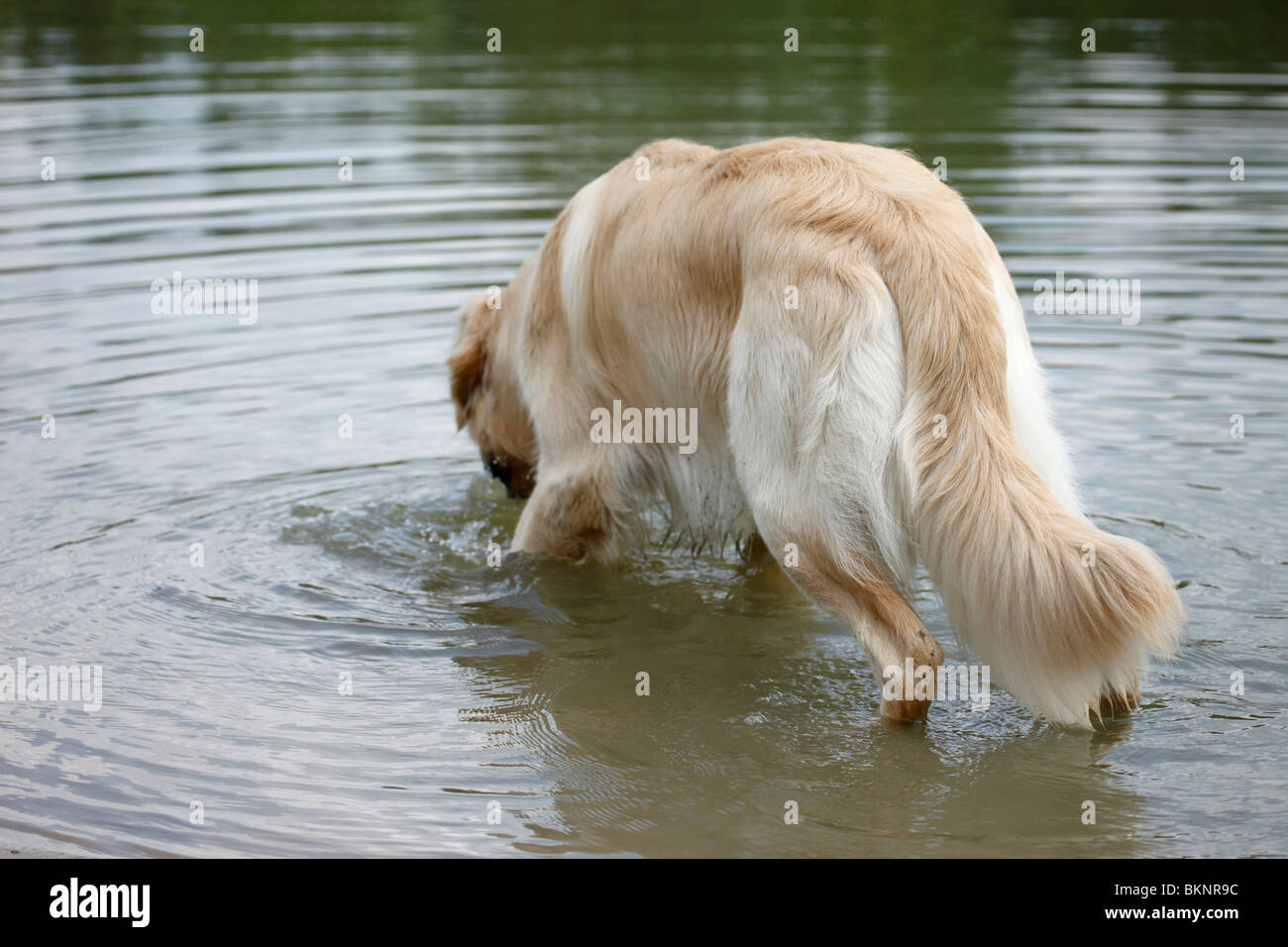 Tiptoi® Golden Retriever Rüde – Interaktive Spielfigur Mit Geräuschen & Spielen
