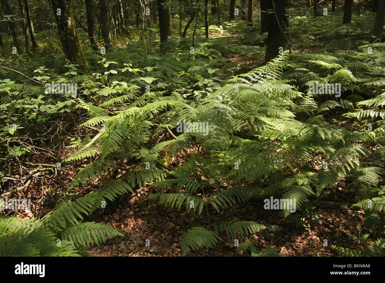 Adelaarvarens als bodembedekkers; Brake ferns in the wood Stock Photo