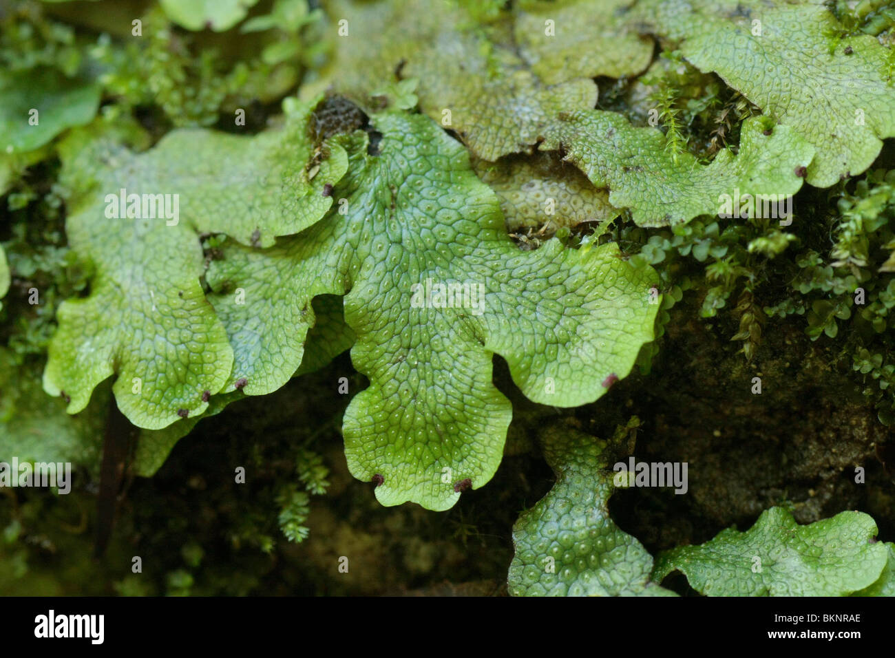 Detailopname van Levermos; Detail of Elegant Bristle-moss Stock Photo