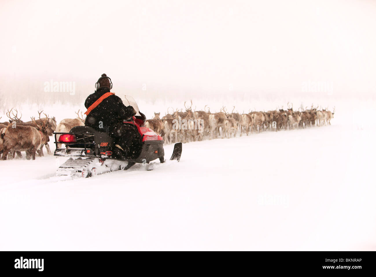 The annual Sami springtime reindeer migration from Stubba nr Gällivare in Sweden through their ancestral lands in Lapland Stock Photo