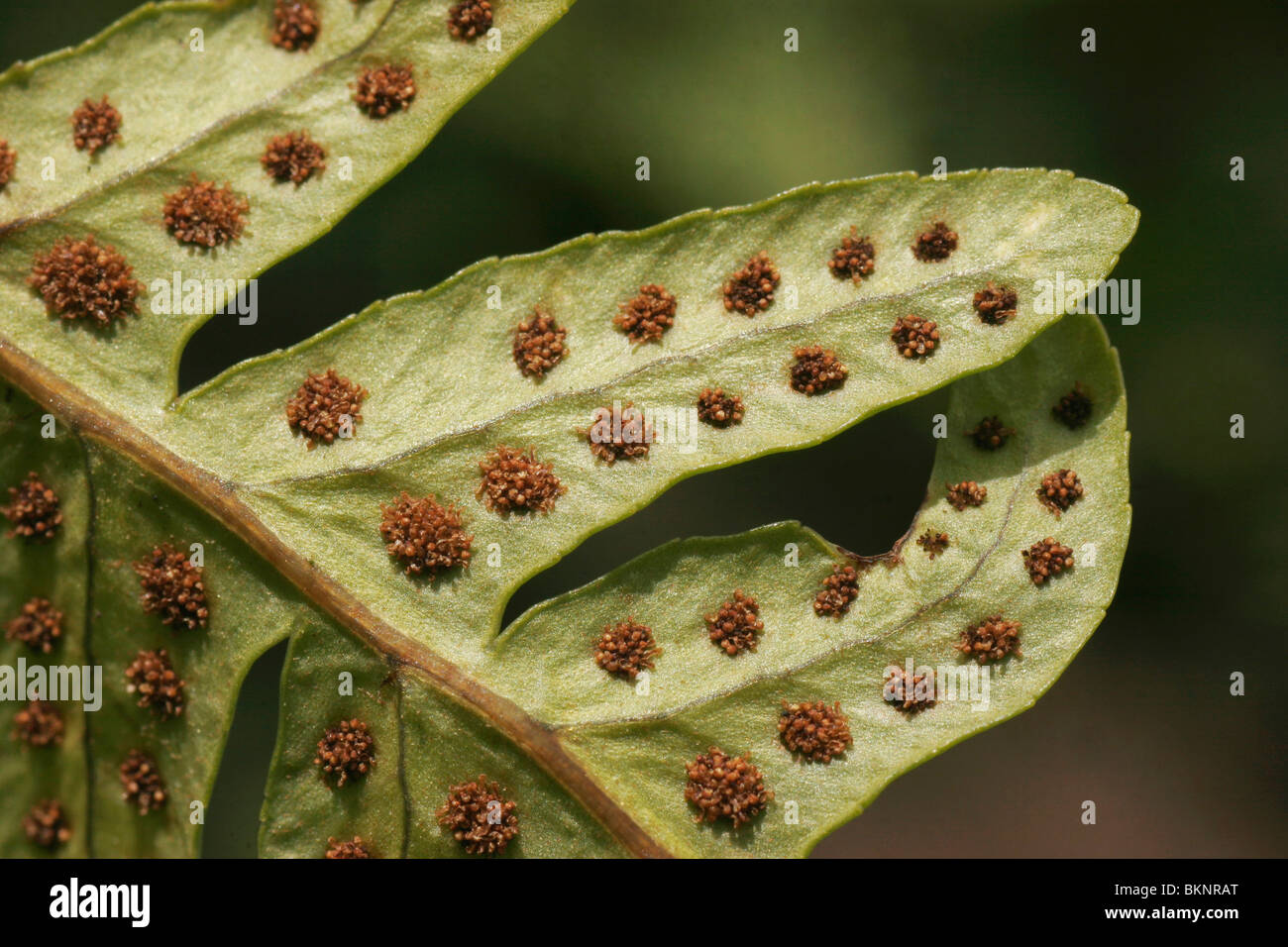 Onderkant van een blad van Gewone eikvaren met sporen; Underside of a leaf of Common polypody Stock Photo