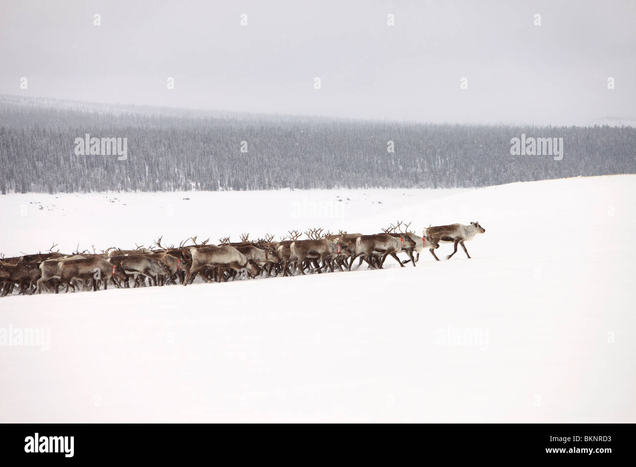 The annual Sami springtime reindeer migration from Stubba nr Gällivare in Sweden through their ancestral lands in Lapland Stock Photo