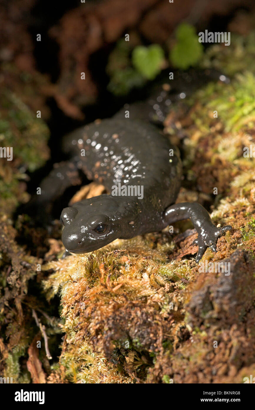 photo of an Alpine salamander walking over a dead rotten tree trunk Stock Photo