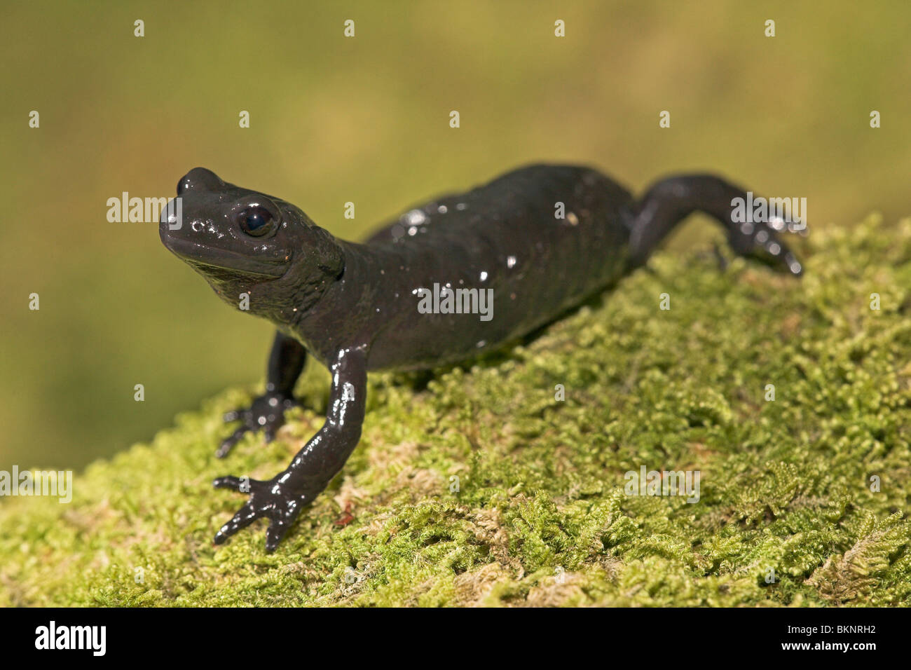 photo of a black alpine salamander on green moss Stock Photo