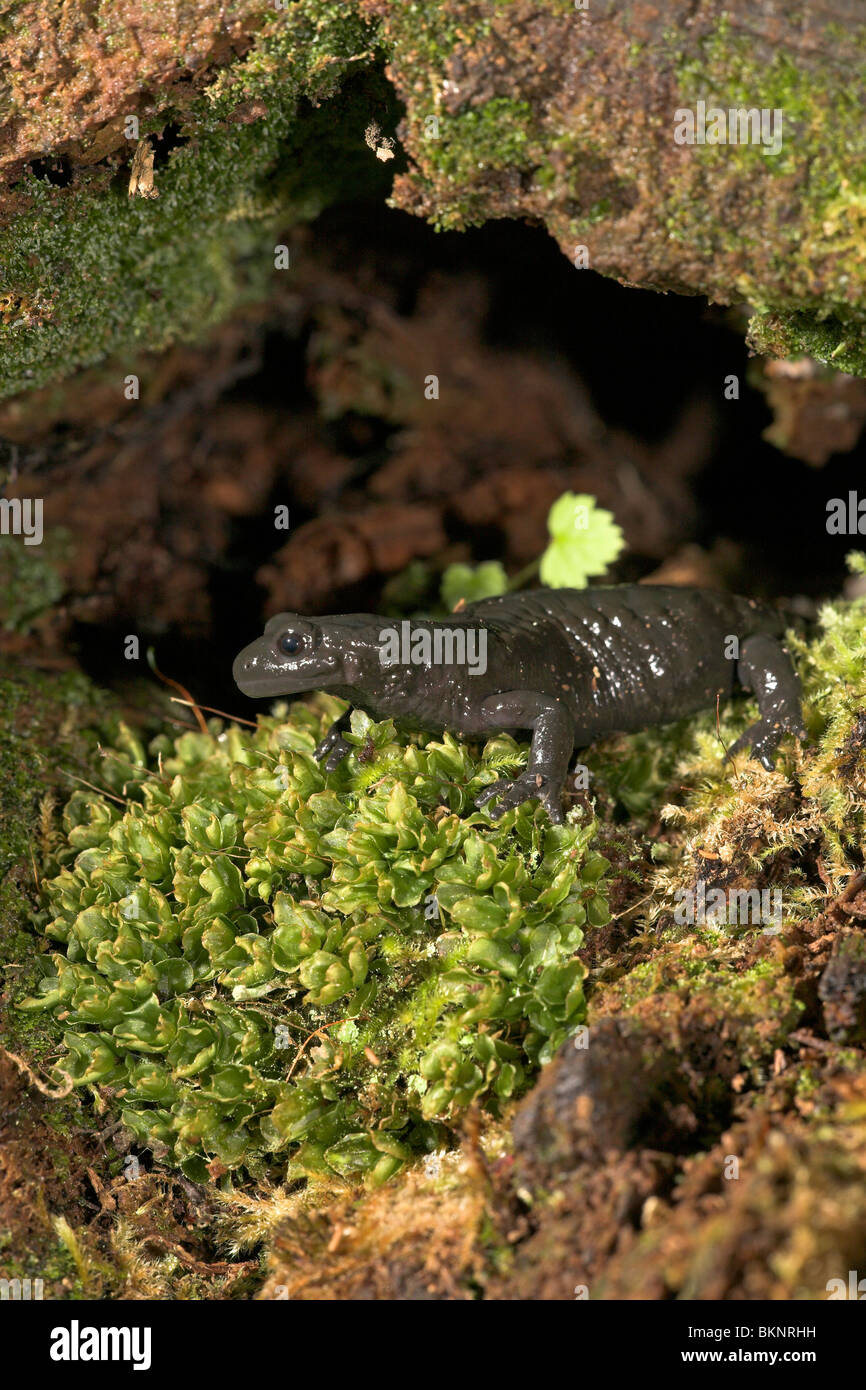 photo of an Alpine salamander walking inside a hole in a dead rotten tree trunk Stock Photo