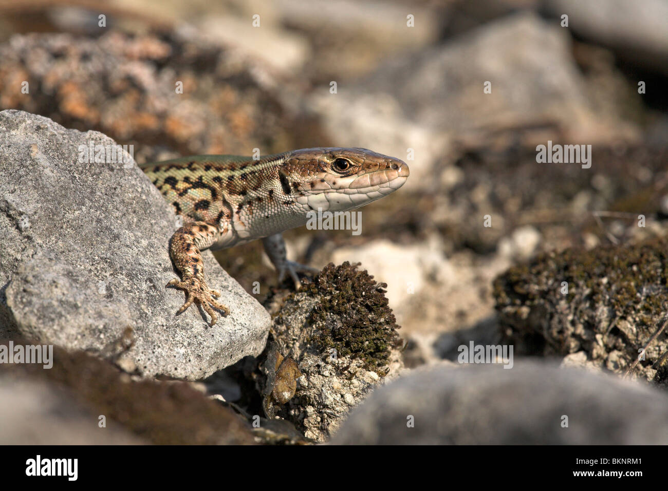portrait of an Italian Wall lizard looking from behind a rock Stock Photo