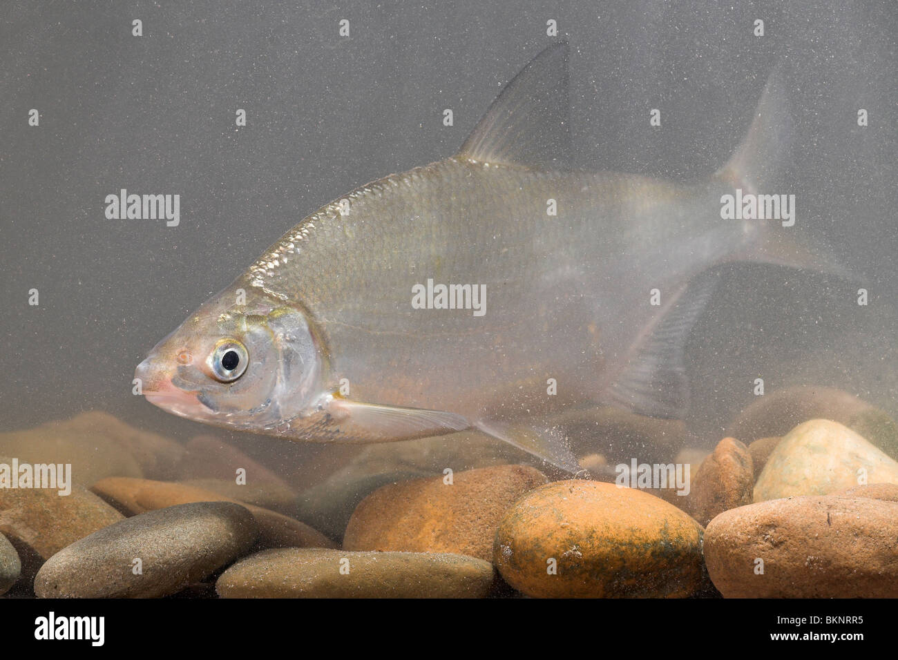 Sneep zwemmend boven de stenen op de bodem; nase swimming above stones at the bottom Stock Photo