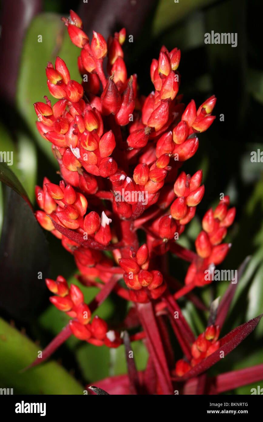 Red Bromeliad Flower Aechmea Stock Photo